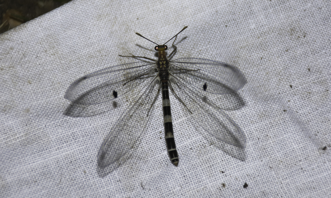 Megistopus flavicornis - kétfoltos hangyaleső