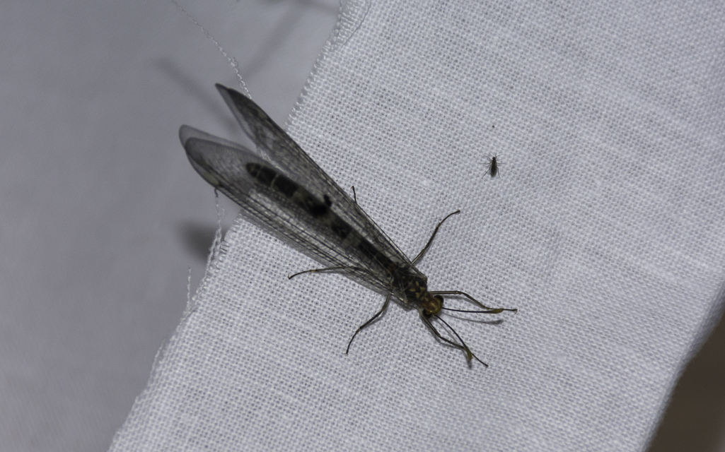 Megistopus flavicornis - kétfoltos hangyaleső