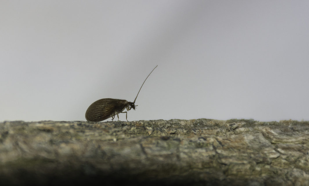 Hemerobiidae - barnafátyolkák
