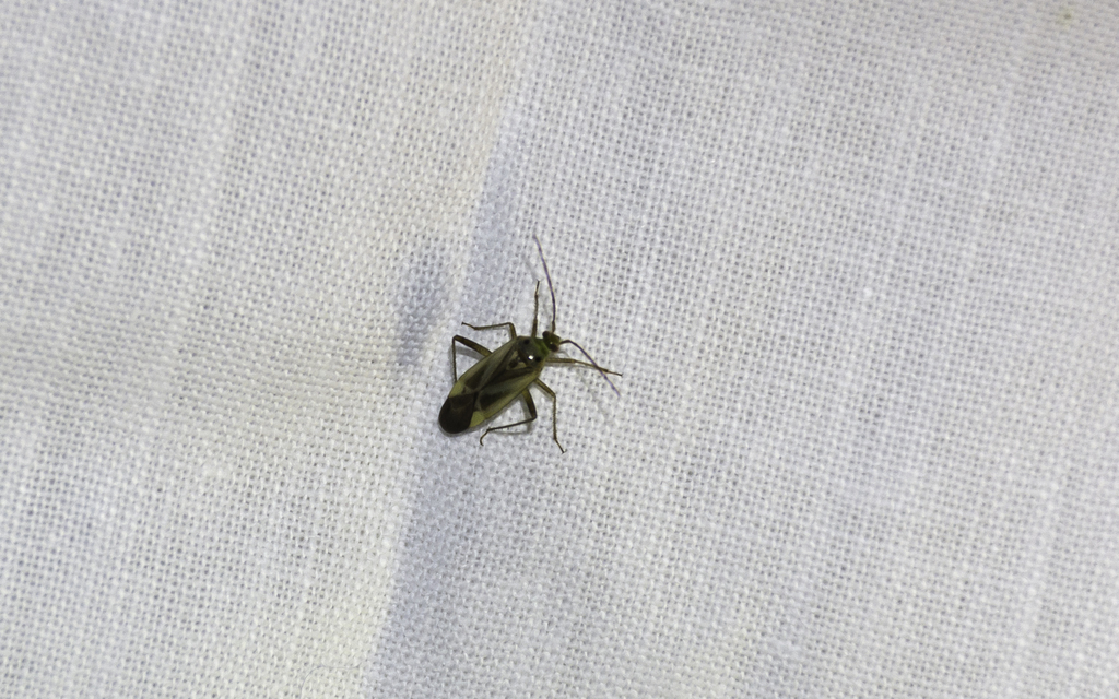 Adelphocoris lineolatus - lucernapoloska