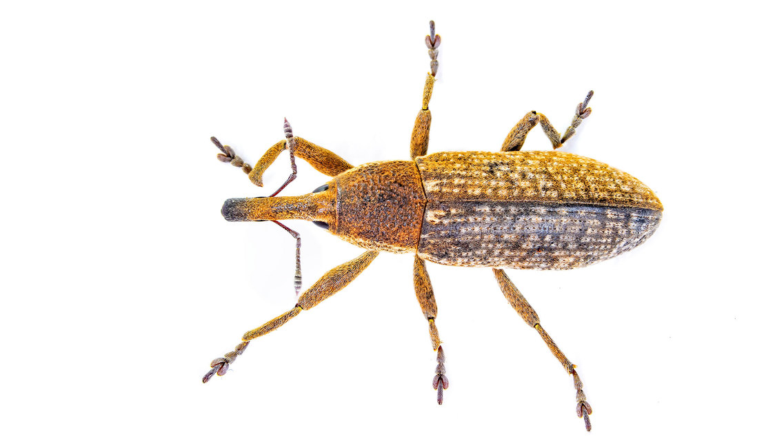 Lixus punctiventris - aggófű-dudvabarkó