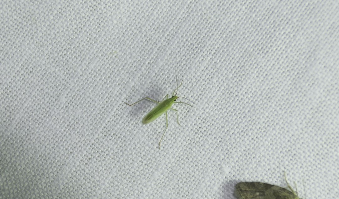 Trigonotylus caelestialium - vöröscsápú mezeipoloska
