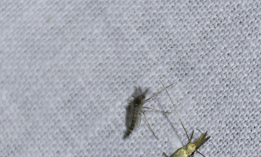 Chironomidae - árvaszúnyogok