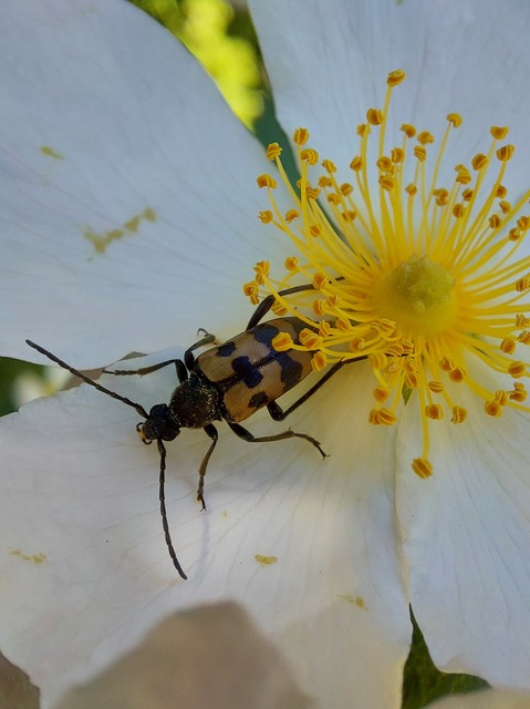 Pachytodes erraticus - rajzos virágcincér