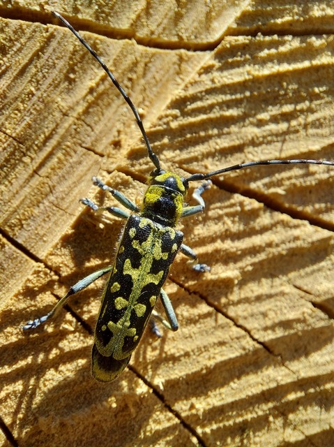 Saperda scalaris - létracincér