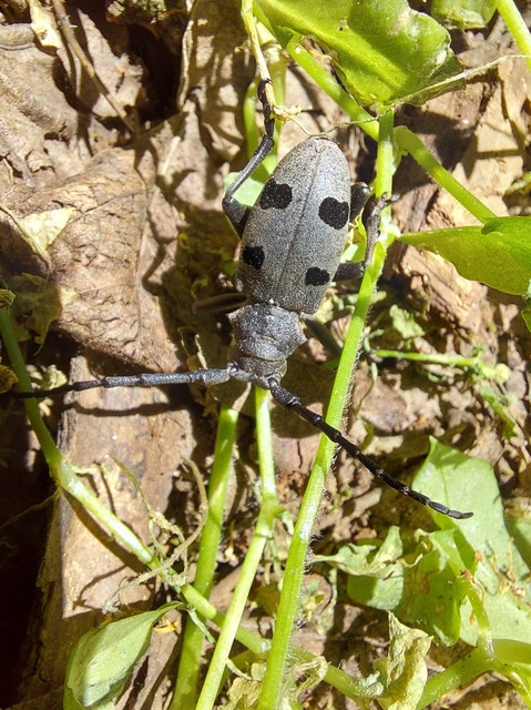 Morimus asper funereus - gyászcincér