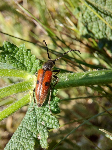 Vadonia unipunctata - kétpettyes virágcincér