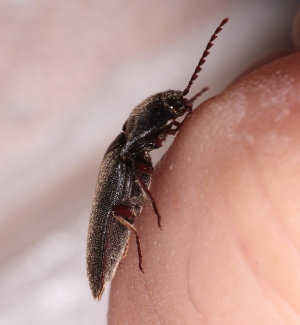 Melanotus