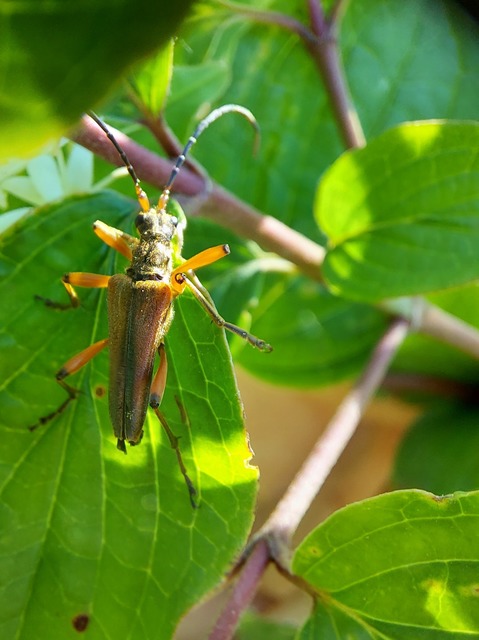Stenocorus meridianus - fűz-gyökércincér