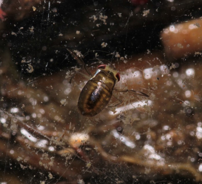 Corixidae - búvárpoloskák Corixidae - búvárpoloskák