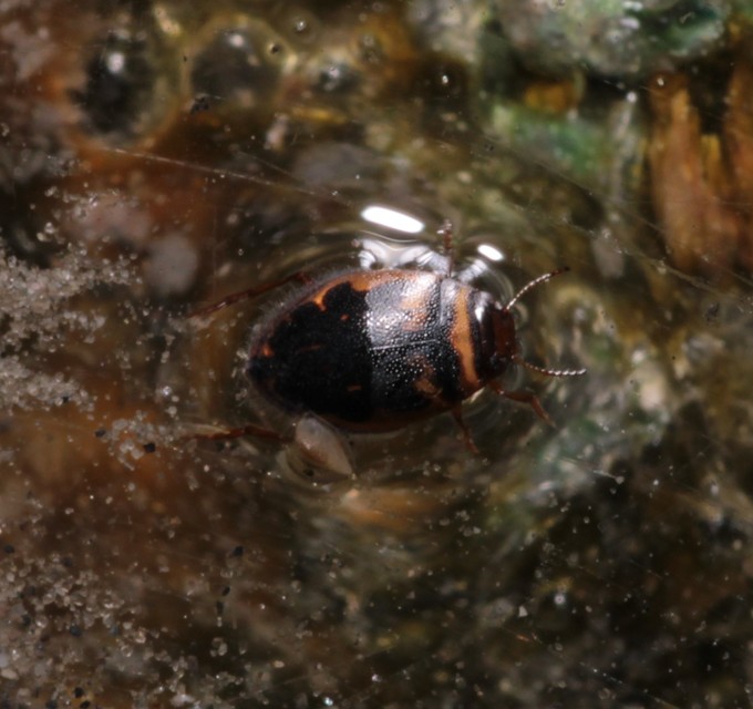 Hygrotus inaequalis - gyakori aprócsíkbogár