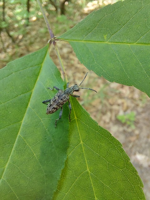 Rhagium inquisitor - fenyves-tövisescincér
