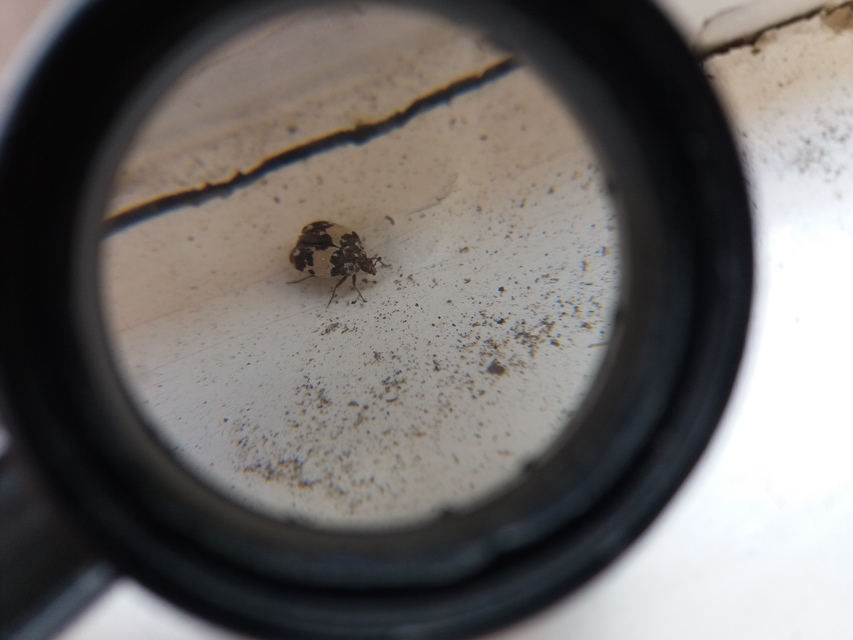 Anthrenus isabellinus