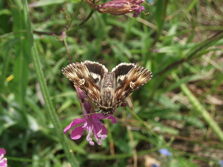 Actinotia radiosa - kis sugarasbagoly