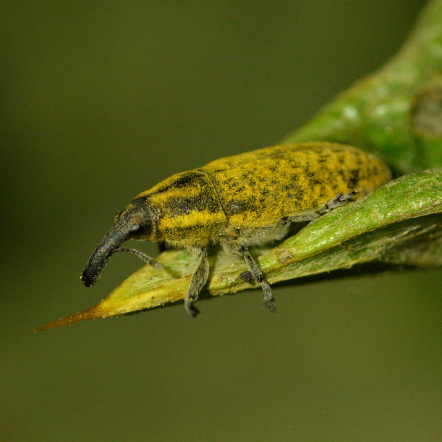 Lixus cardui - bogáncsfúró dudvabarkó