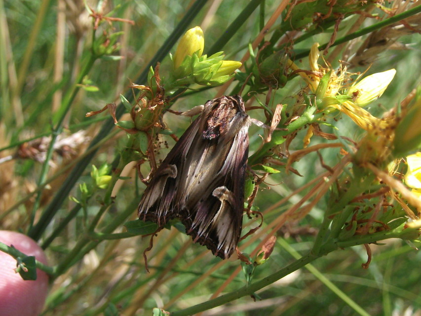 Actinotia polyodon - nagy sugarasbagoly