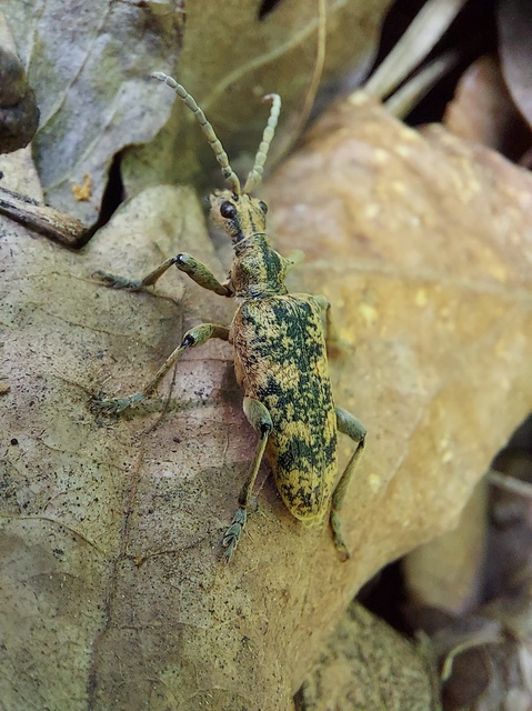 Rhagium sycophanta - tölgyes-tövisescincér