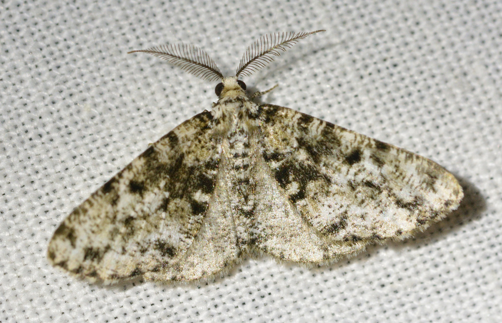 Fagivorina arenaria - bükkfaaraszoló