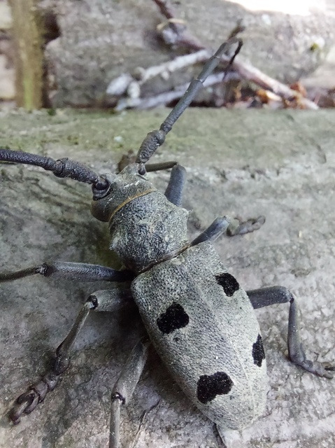 Morimus asper funereus - gyászcincér