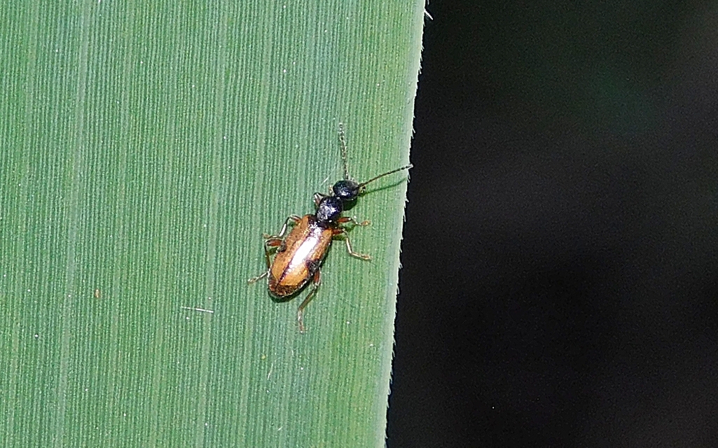 Cordicomus gracilis