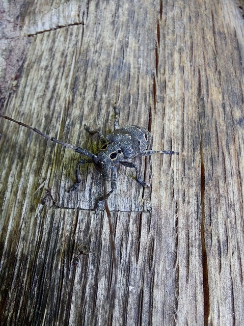Mesosa curculionoides - szemfoltos cincér