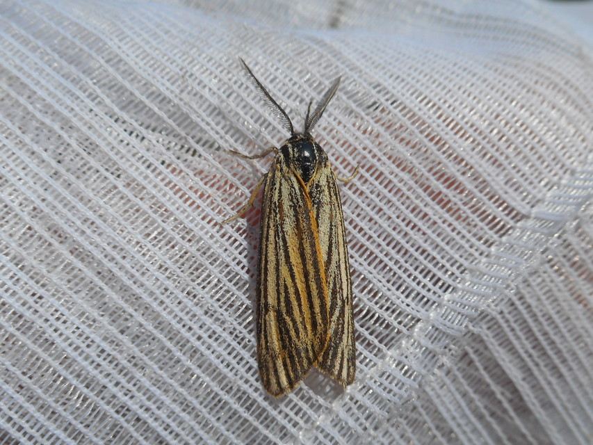 Spiris striata - csíkos molyszövő