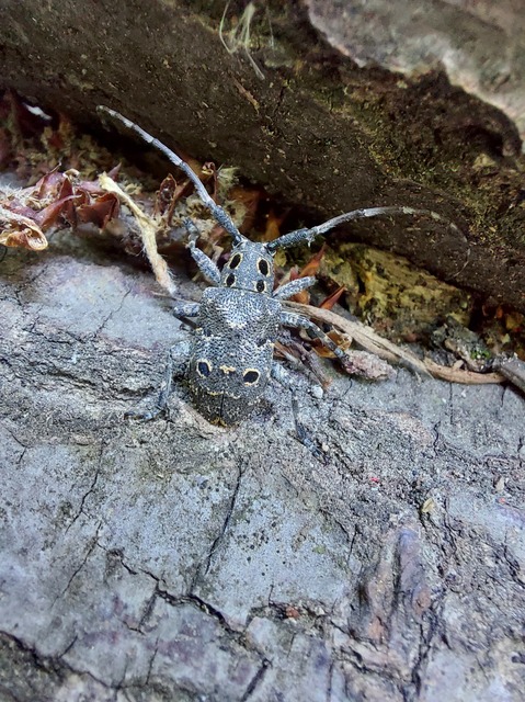 Mesosa curculionoides - szemfoltos cincér