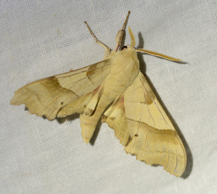 Marumba quercus - tölgyfaszender