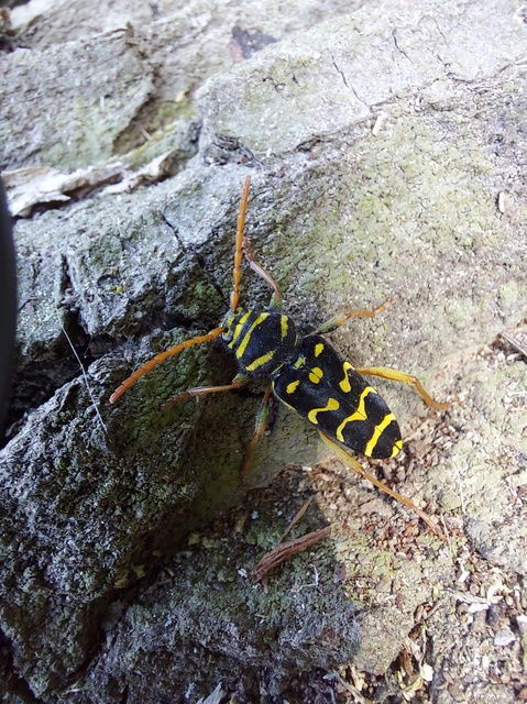 Plagionotus arcuatus - bársonyos darázscincér