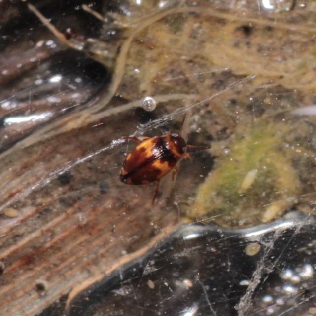 Bidessus nasutus - tarka törpecsíkbogár