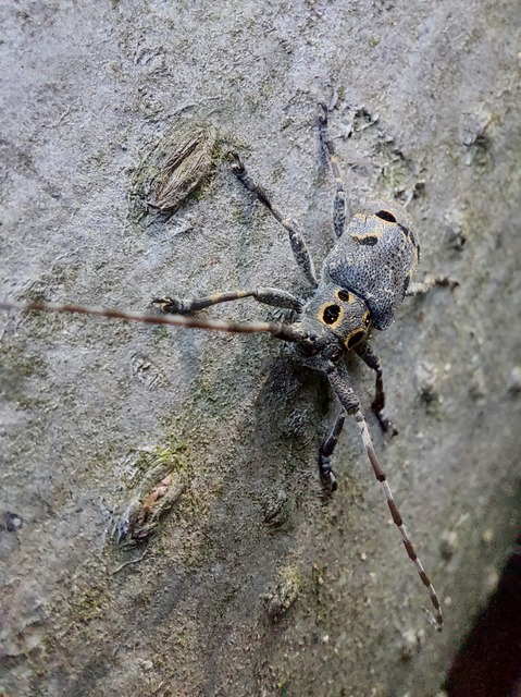 Mesosa curculionoides - szemfoltos cincér
