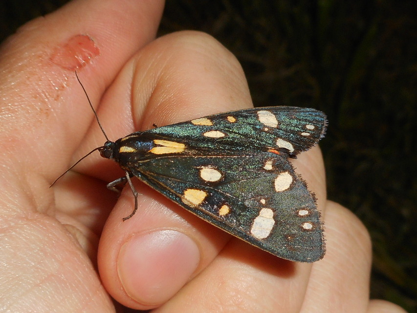 Callimorpha dominula - fémes medvelepke