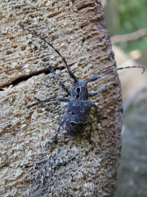 Mesosa curculionoides - szemfoltos cincér