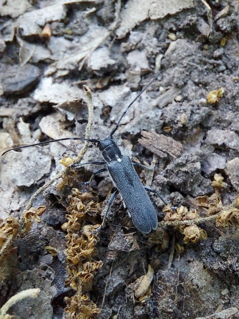 Stenostola ferrea - ólomszürke hársfacincér