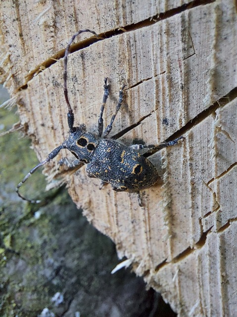 Mesosa curculionoides - szemfoltos cincér