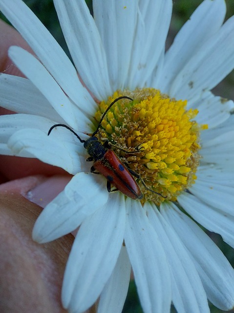 Vadonia unipunctata - kétpettyes virágcincér