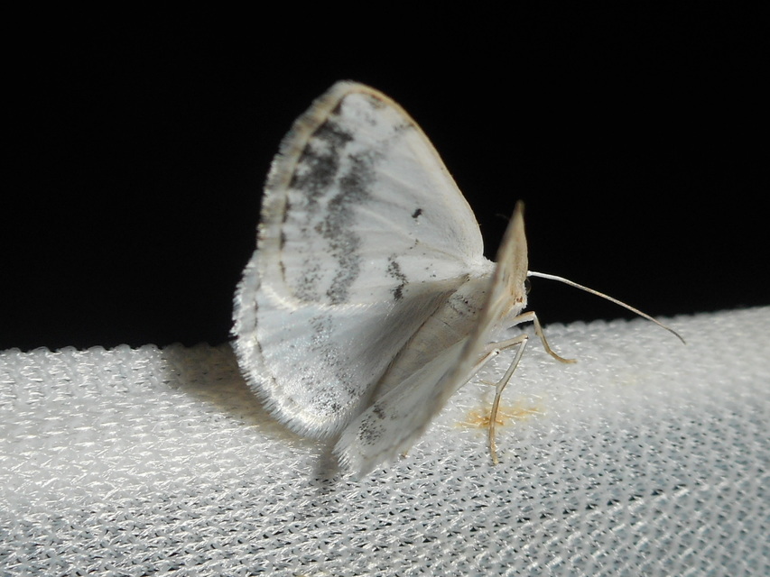 Lomographa temerata - foltos fehéraraszoló