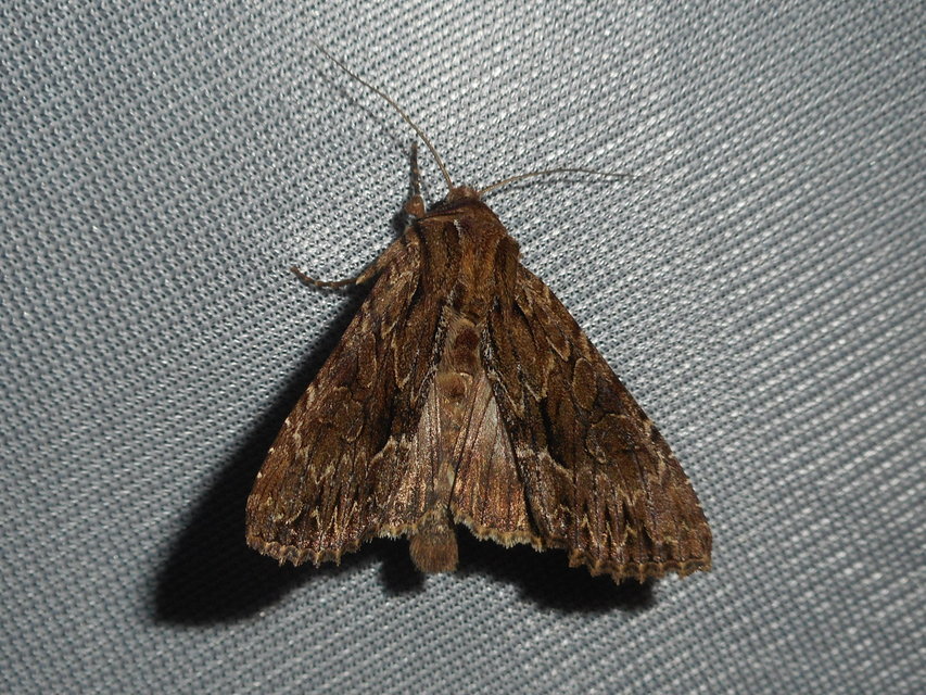 Apamea monoglypha - nagy dudvabagoly