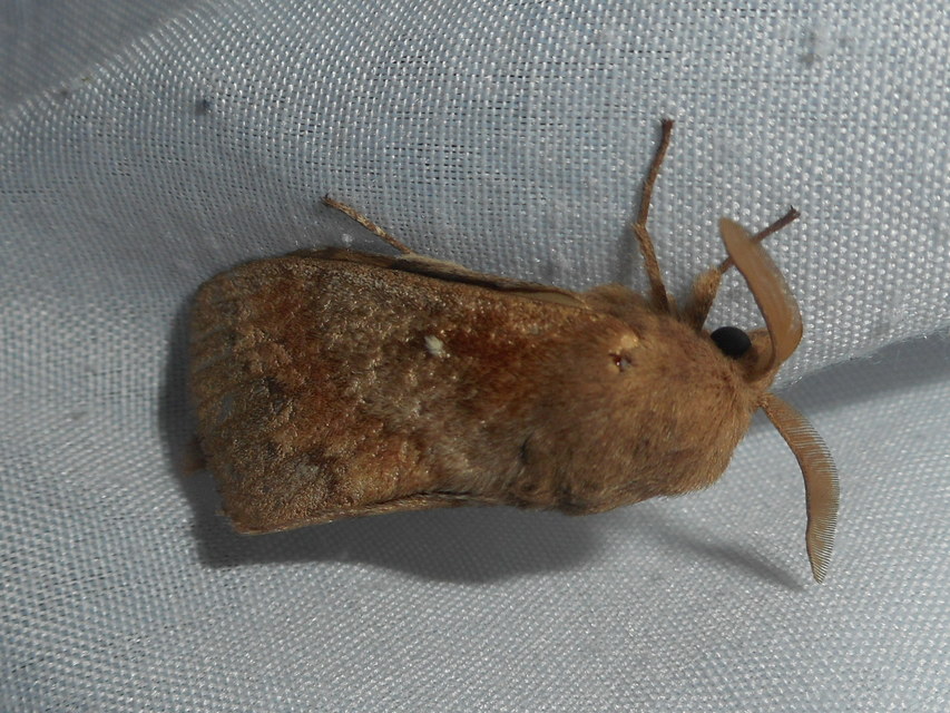 Dendrolimus pini - fenyőpohók