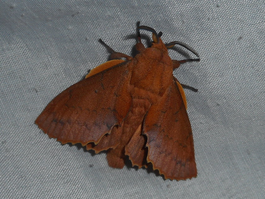 Gastropacha quercifolia - tölgylevélpohók