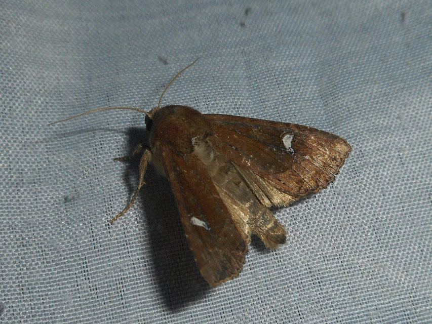 Helotropha leucostigma - mocsári nőszirombagoly