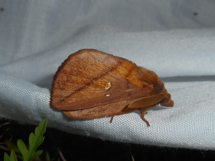 Euthrix potatoria - szomjas pohók