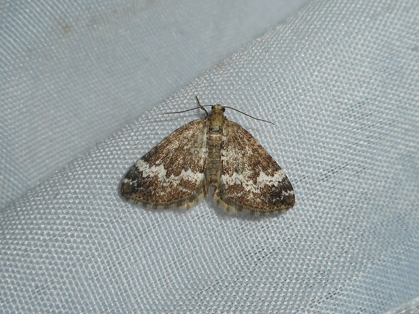 Perizoma alchemillata - árvacsalán-araszoló