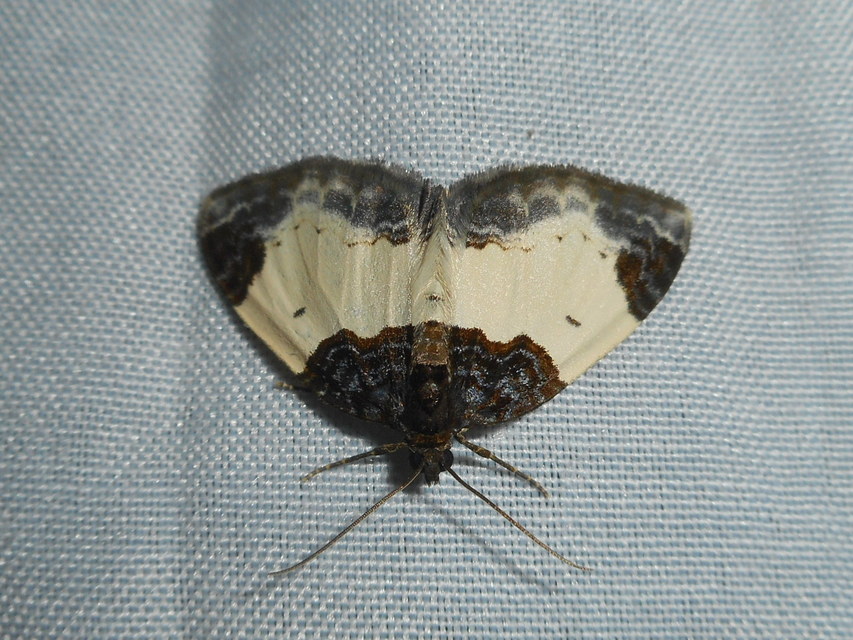 Mesoleuca albicillata - tarka fűzfaaraszoló
