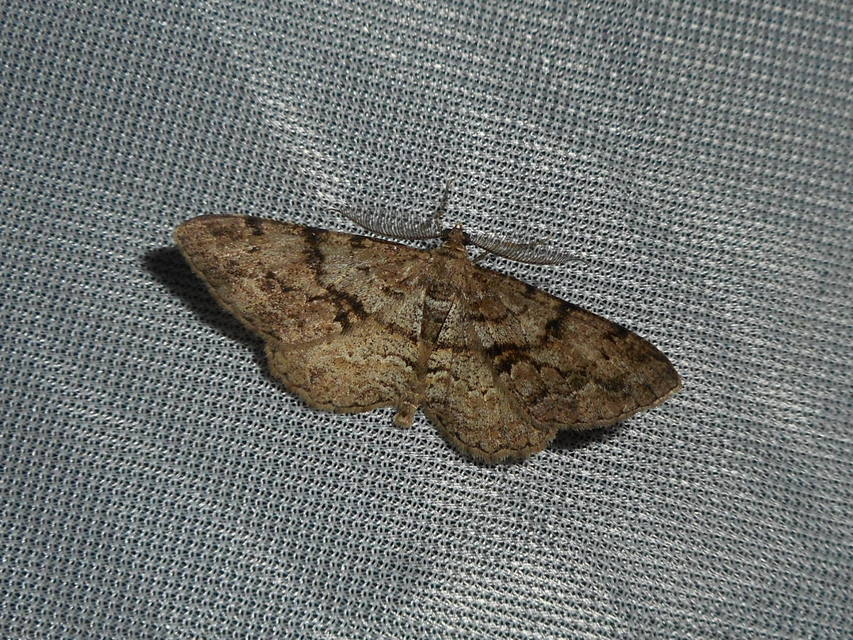 Peribatodes secundaria - fenyő-faaraszoló
