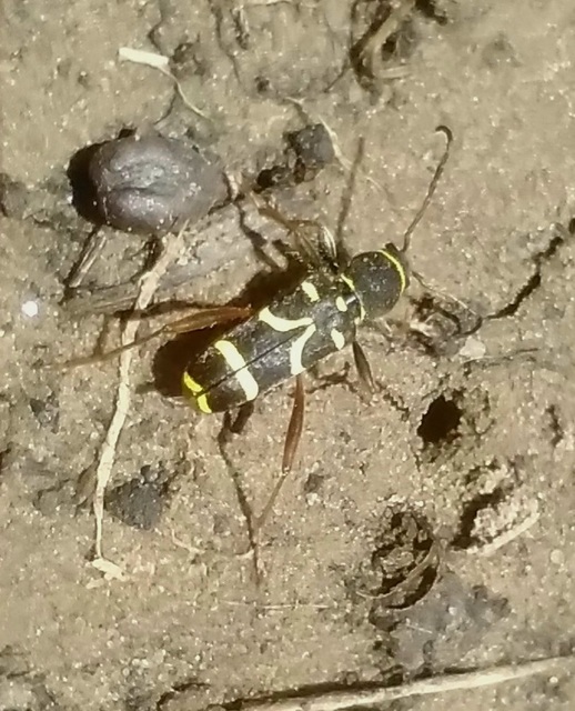 Clytus arietis - közönséges darázscincér