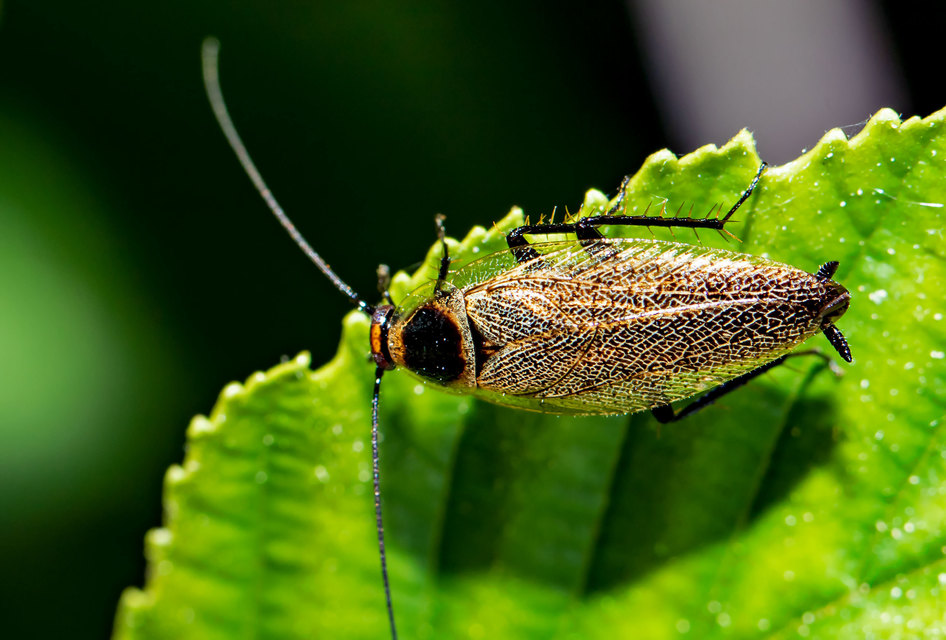 Ectobius erythronotus - sárgatorú erdeicsótány