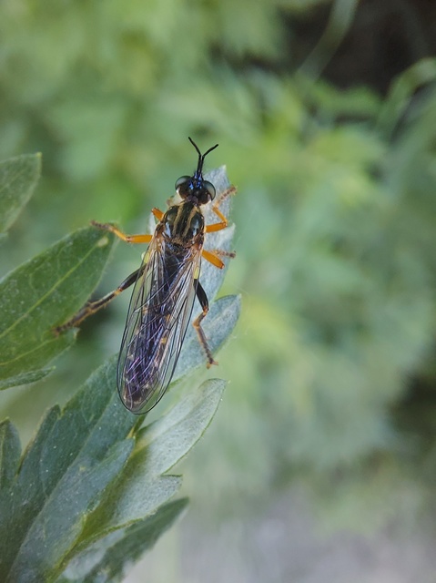 Dioctria rufipes