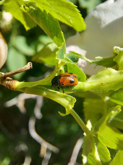 Cryptocephalus bipunctatus - kétpettyes zömökbogár