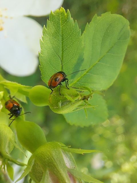Cryptocephalus bipunctatus - kétpettyes zömökbogár